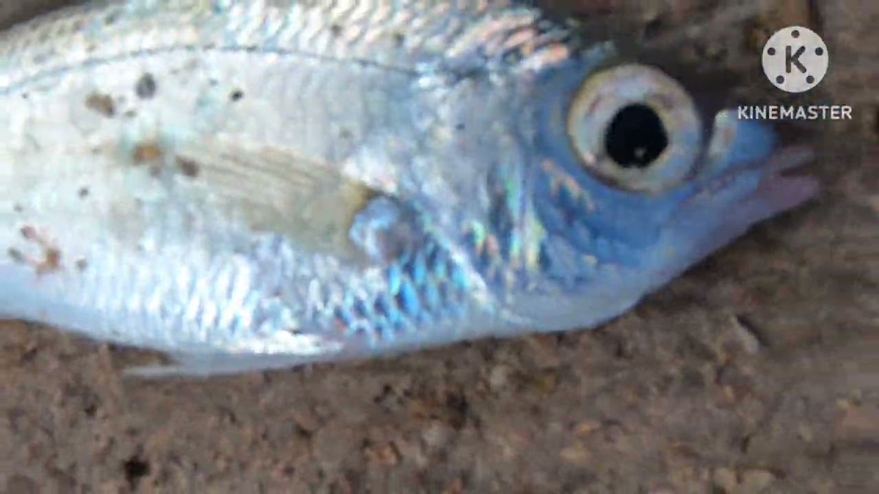 Grand Aston,Varadero…walking along the shore line.