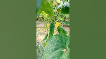 Cucumber farming #cucumber #farming #satisfying