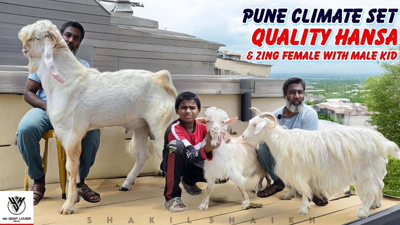 Ghar Ke Pale Hue Hansa Male & Zing Female with Male Kid at Shakil Shaikh I YK Goat Lover