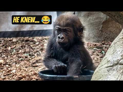 Baby Gorilla’s Classic “Am I in Trouble?” Look 😆🦍 | Mboka Jo at 8 Months