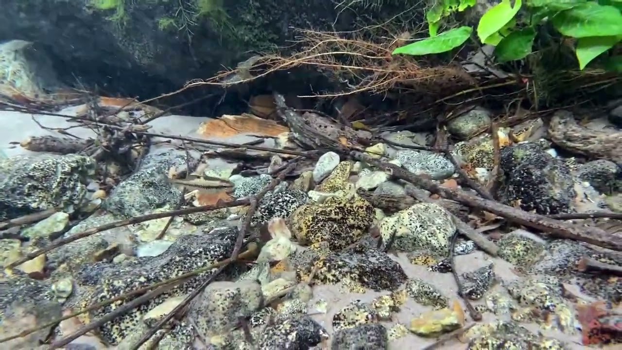Anubia Coffeefolia clear water spring tributary to Lufimi River near kinshasa DR Congo. #anubias