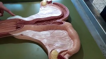 تشريح الجهاز التناسلي الأنثوي Anatomy of female genital system on plastic module by Waleed Asfar