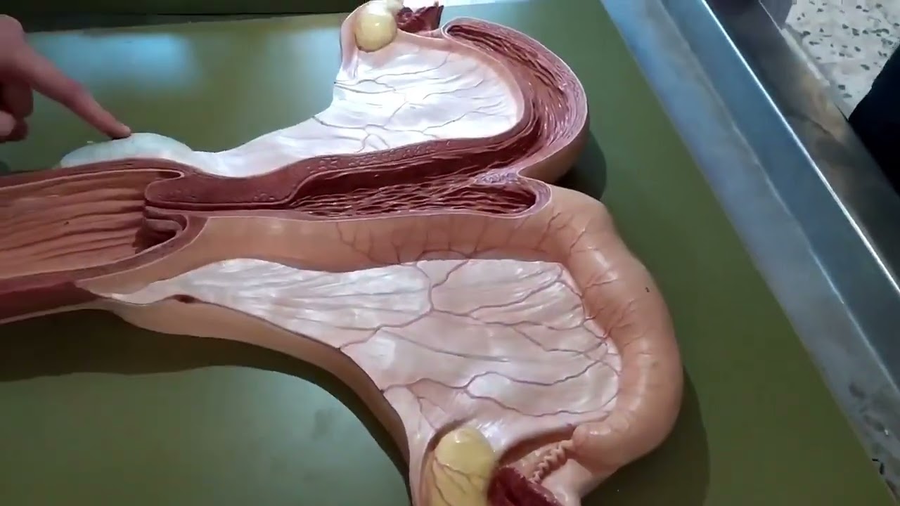 تشريح الجهاز التناسلي الأنثوي Anatomy of female genital system on plastic module by Waleed Asfar