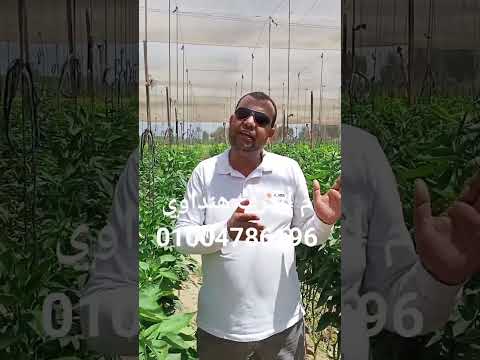 الإصابة الفيروسية الأسباب و العلاج فلفل الألوان الصيفى الجزء الاول 1