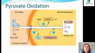 4U pyruvate oxidation