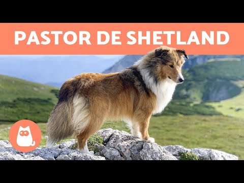 Video: Perro Pastor De Shetland Raza Hipoalergénica, Salud Y Vida útil