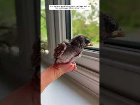 This man rescued a sparrow that had fallen from its nest and brought it home to care for it.