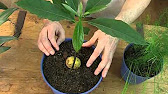 Baby Mango Tree 2 Week Progress Report