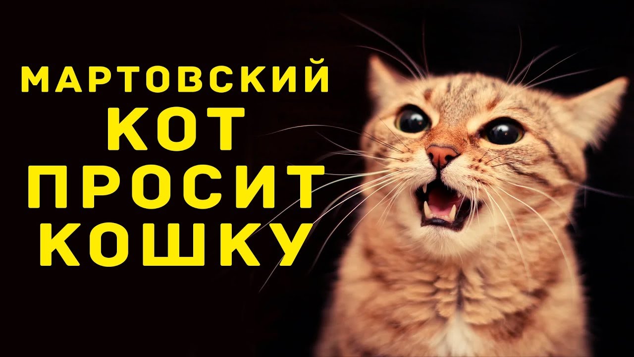 Орущий кот. Котик с открытым ртом. Мяуканье кошки. Звуки кошки просящей кота. Звуки кошки просящей кота.