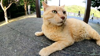 年老いた茶トラ猫がお昼寝の邪魔をしたてんとう虫をパクリと食べてしまうw