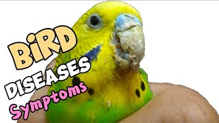 Top 5 Common Bird Diseases: Symptoms, Causes, and Treatments.