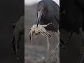 Little blue heron takes on huge crab who will win the battle bird birds wildlife herons