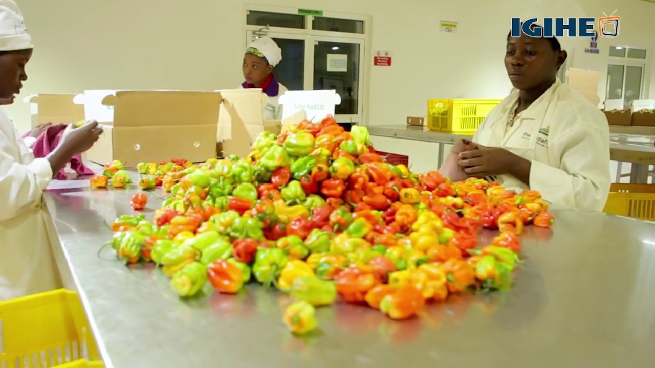 Made in Rwanda: Urusenda rwera mu Rwanda rumaze kwamamara ku Isi