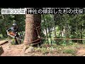 【神社の傾斜した杉の伐採】 特殊伐採