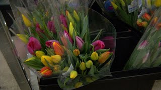 Len Busch Roses Transitions to Tulips