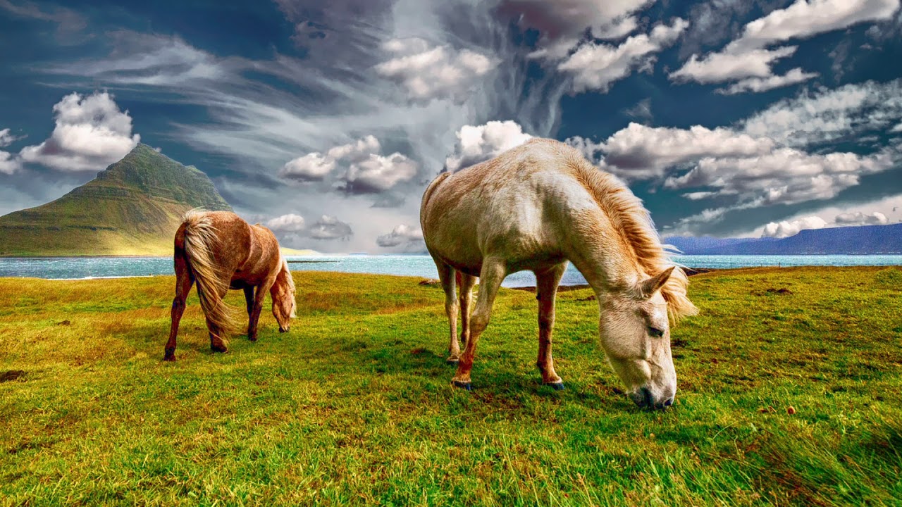 YouTubeでLullabies for Babies - On Horseback Across Highlands (Á sprengisandi)を視聴 YouTubeでLullabies for Babies - On Horseback Across Highlands (Á sprengisandi)を視聴