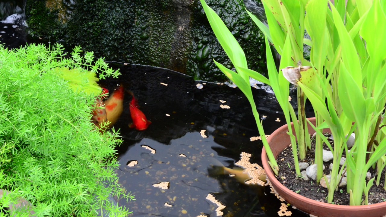 SMALL POND,BIG FISH... YouTube