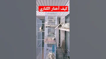 كيف اختار طائر الكناري لتربيته نصيحة للمبتدئين 