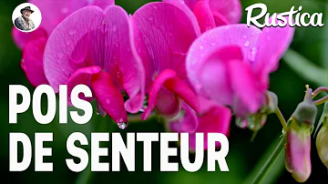 Comment faire pousser les pois de senteur ?