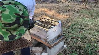 Hive inspection and single brood box consolidation. 11-28-19