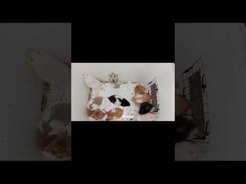 Ready Guys Hamster Syrian Murah Meriah Aja Yang Berminat Bisa Langsung Wa Aja Lokasi Aceh Langsa