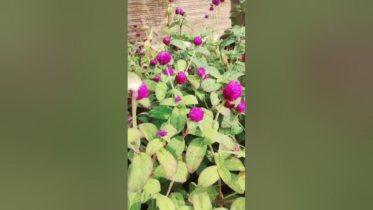 Fuchsia Pink flowers / Flowers in the Philippines / Bulak makikita sa
