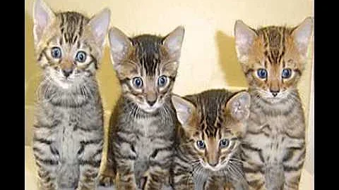 Watch the video about Highlander cat breed information