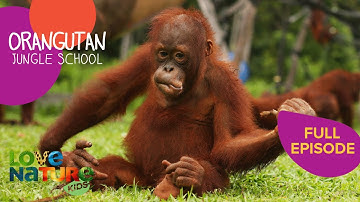 The Domino Effect | Orangutan Jungle School 201