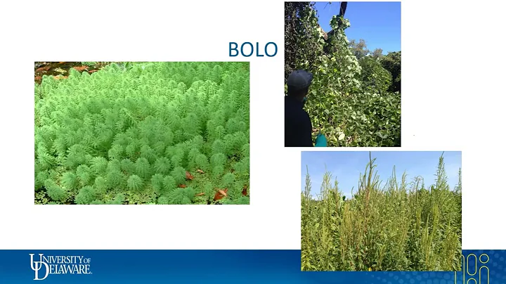 Right of Way Invasive Plant Management - Stormwater Workshop - Oct. 11, 2023