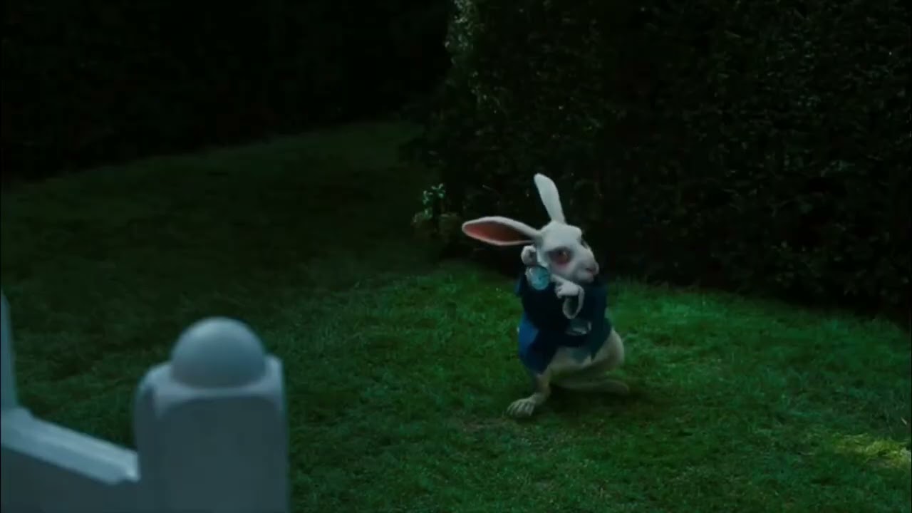 Rabbit pointing at clock (full video)