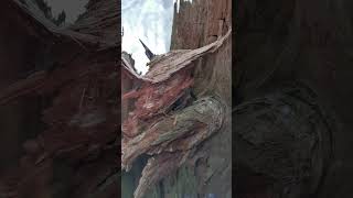 Inside a Dead and Hollow tree #tree #trees #decay #forest