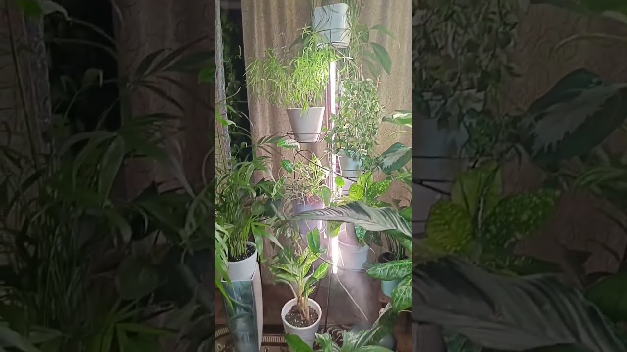 Обзор моих комнатных цветов в квартире