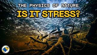 The Physics of Nature (EP34) Your Fish Aren’t Stressed, You’re Misreading the Signals