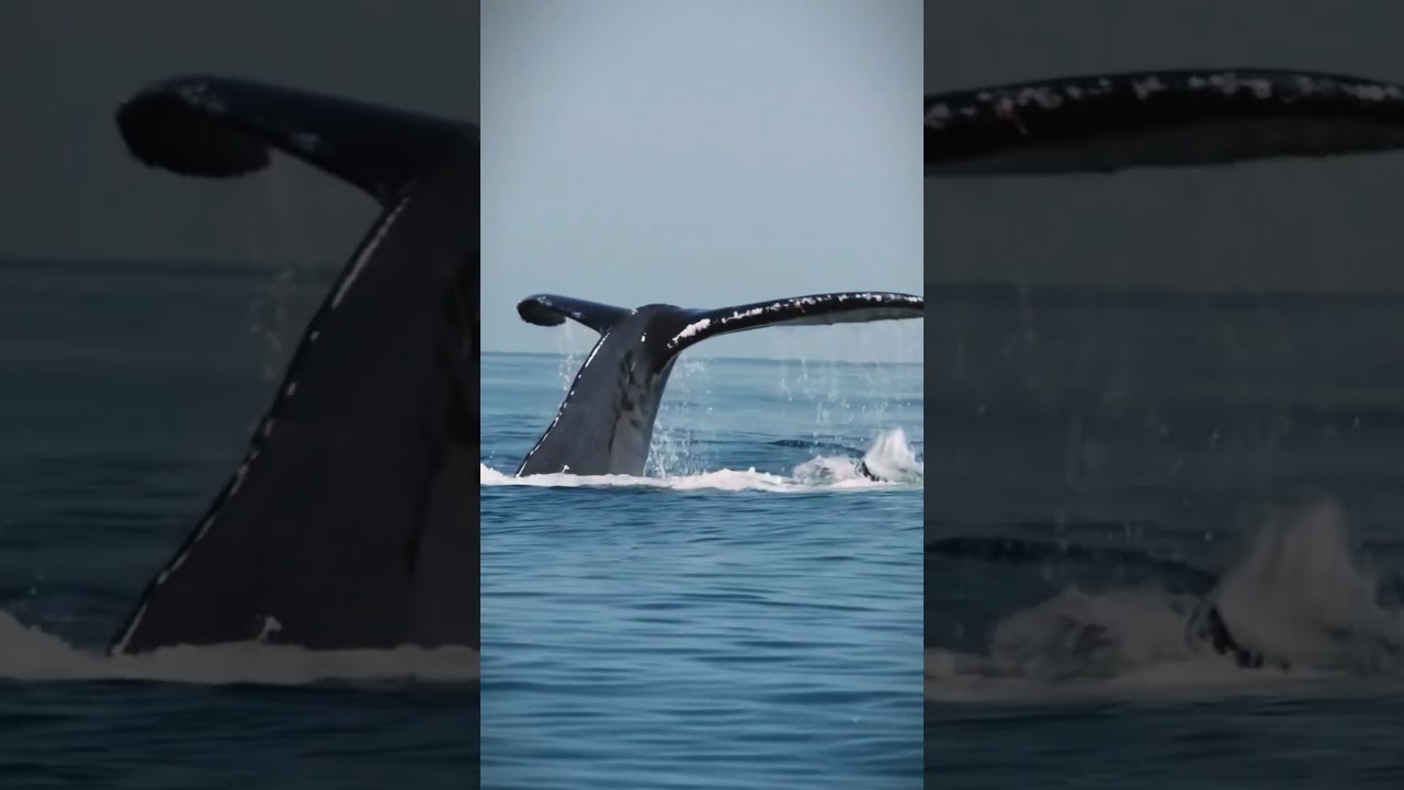 Whale Surfing the Swells: A Playful Ocean Ride 🐋💦 