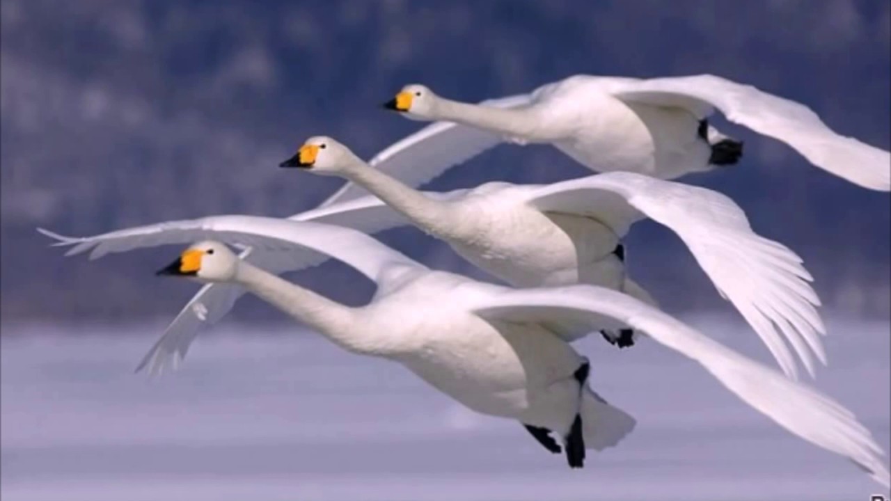 3 белых лебедя. Стая лебедей. Полет лебедя. Лебедь в полёте. Стая лебедей в полете.