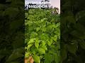 redmachira plant night loading 16,16 bag size bulk quantity available in All size#avalible #nursery