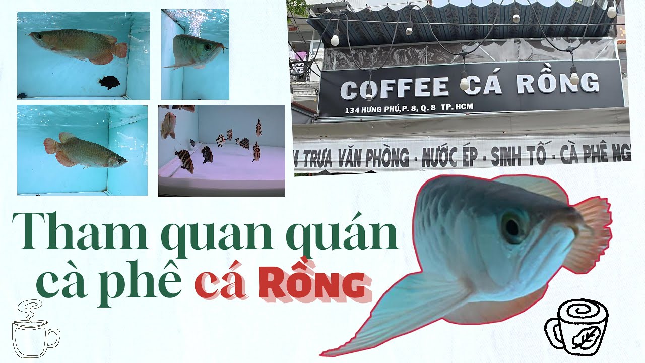 Tham Quan Quán Cà Phê Cá Rồng _ Không Gian Rộng, Cá Đẹp .Visiting the Arowana Café #arowanafish