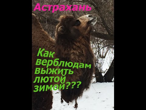 Чем зимой питаются верблюды в Астрахани?