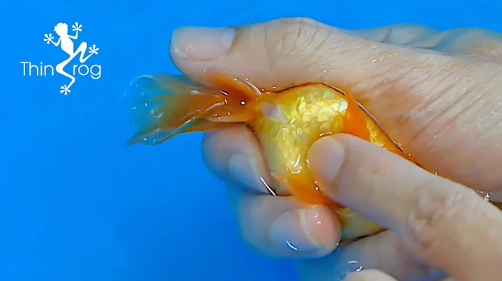 Goldfish Hand Breeding (Step by Step)