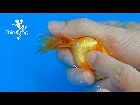 Goldfish Hand Breeding (Step by Step)