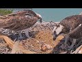 Captiva Osprey- Jack &amp; Edie &amp; CO7🐥🌹🍀🥚🍀🌹🥚🍀🌹- Karmienie maluszka 24/04/2024