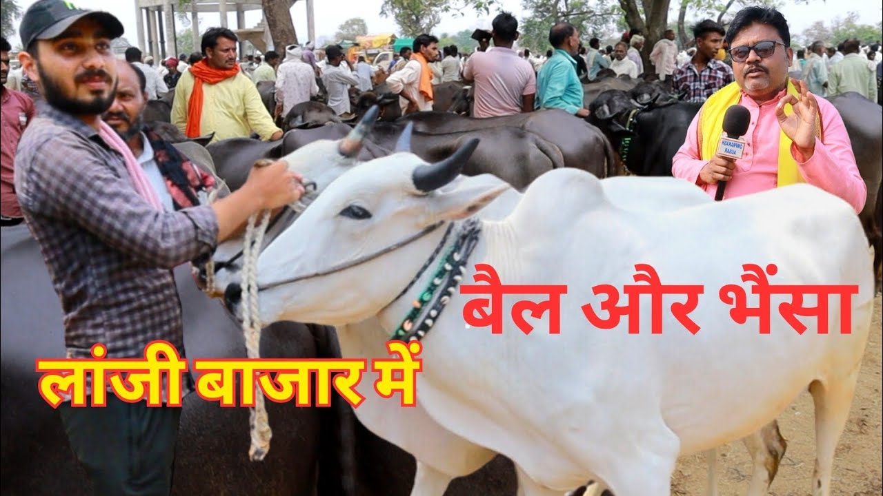 लांजी बैल बाजार में 