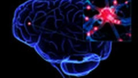 Does the brain respond quickly to changes in diet?