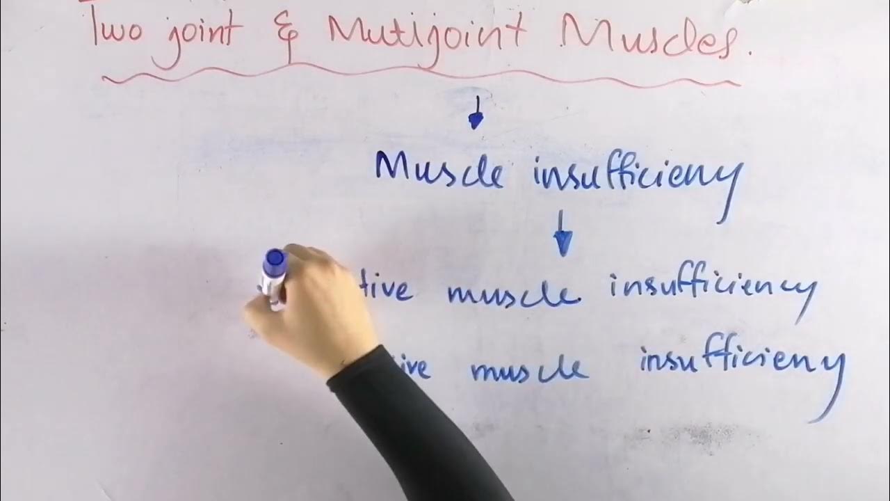 Two joint and multi joint muscle Skeletal muscle functions