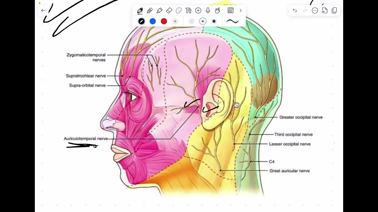 مُلخص البلابل اقرأ تطلع من الاوائل