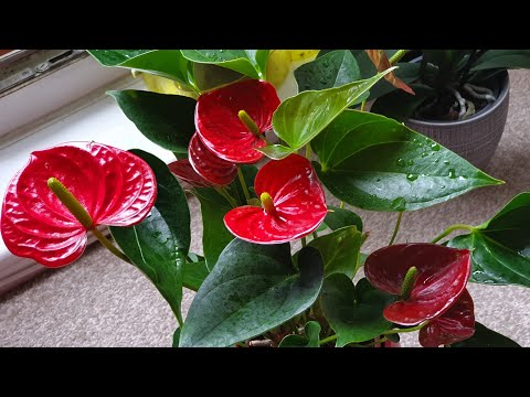 Video: Spathiphyllum En Anthurium: Geluk Voor Vrouwen En Mannen