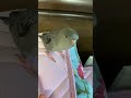 LINEの着信音で鳴くインコが可愛すぎる❤