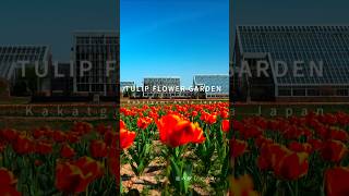 TULIP FLOWER GARDEN  Katagami Akita Japan 道の駅しょうわブルーメッセあきた  #akita #秋田#道の駅#チューリップ