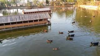 Heyvanlar Alemi. Hacıqabulda Maraqlı Təbiət Videosu