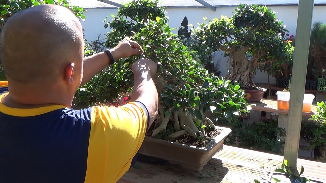Pinzado rápido ficus bonsai bosque de la armonia